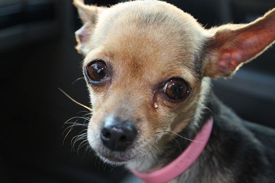 Chihuahua sitting on the car seat