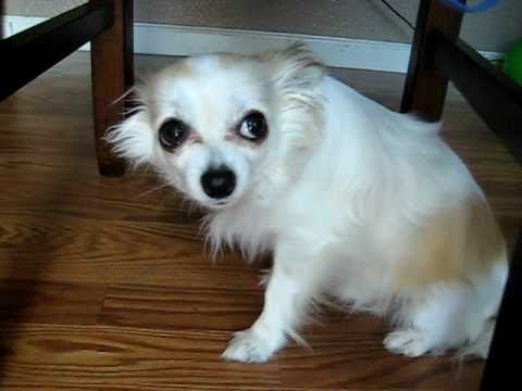 Chihuahua sitting below the table