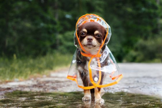 Chihuahua walking outside wearing a raincoat