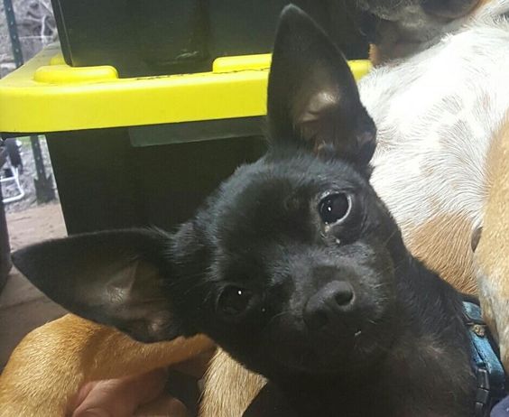 black Chihuahua tilting its head
