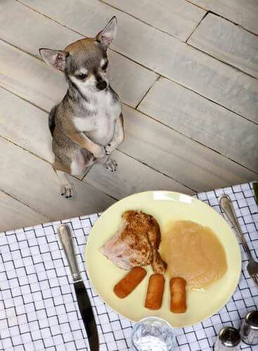 Chihuahua sitting up while looking at the food