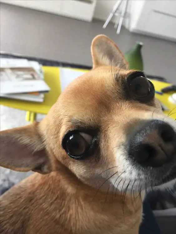 Chihuahua sitting while looking on its side