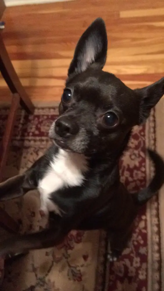 Chihuahua standing up begging