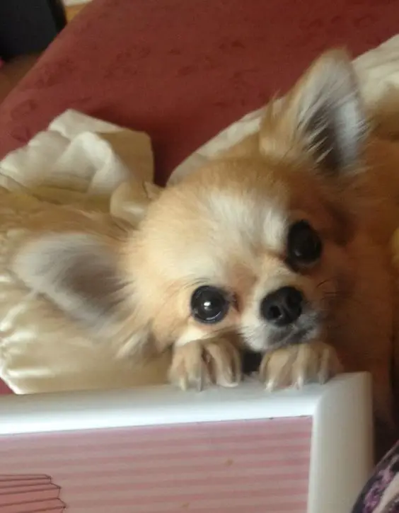 Chihuahua on the bed with its begging face