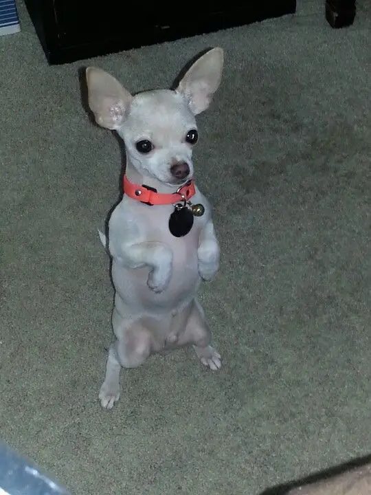 Chihuahua standing up