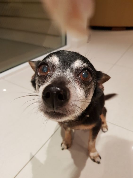 Chihuahua dog sitting on the floor with its begging face