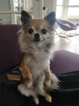Chihuahua sitting on the couch like a person