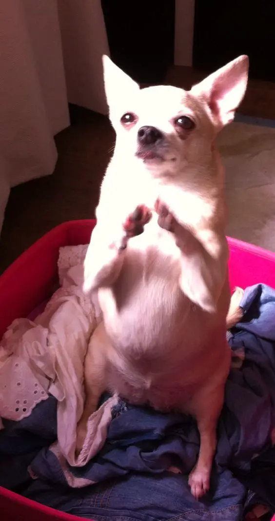Chihuahua sitting up on its bed