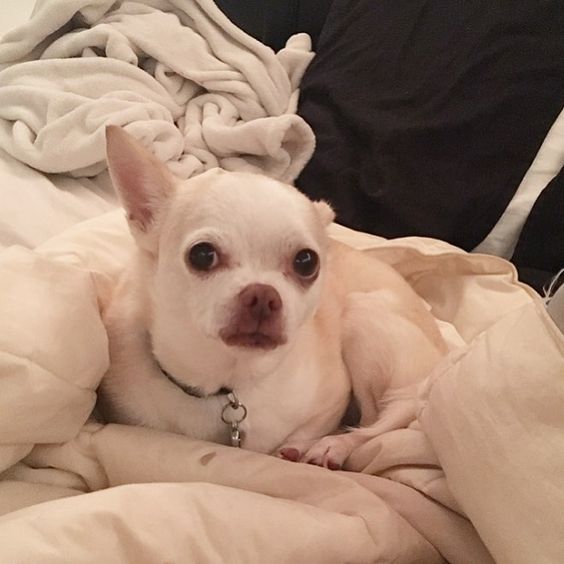 Chihuahua lying on the bed