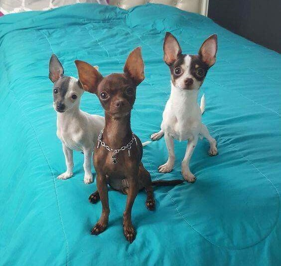 three Chihuahua on top of the bed looking at you