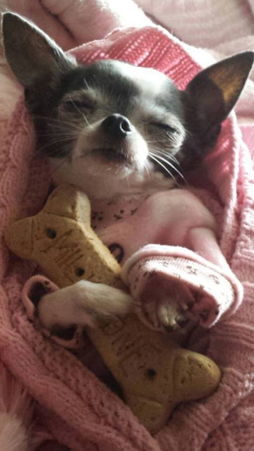 Chihuahua sleeping soundly while holding its bone toy