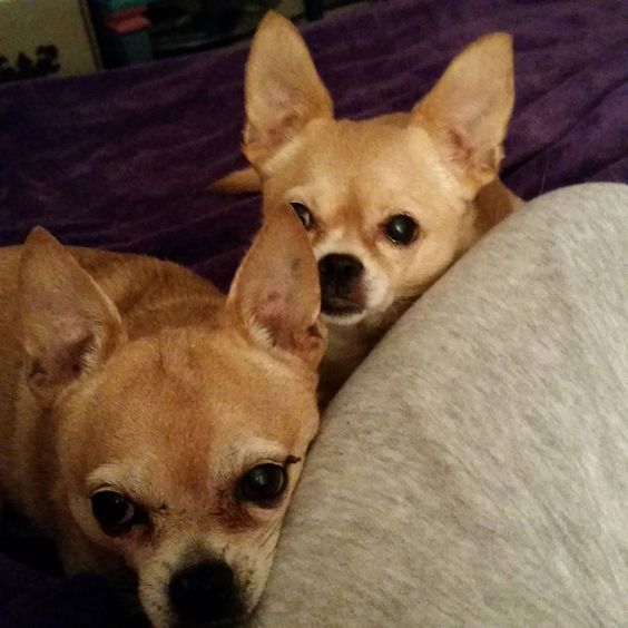begging Chihuahuas beside its owners lap on the bed