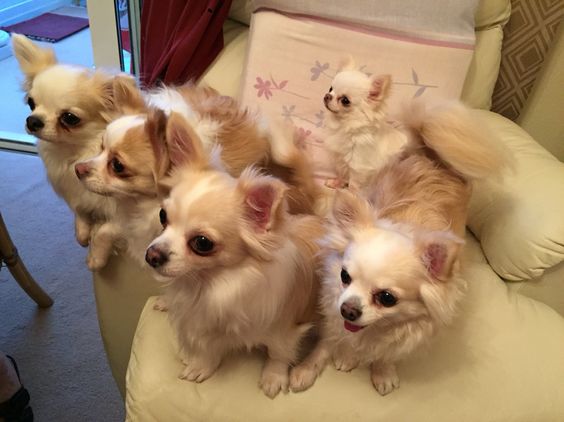 five Chihuahua on the couch waiting