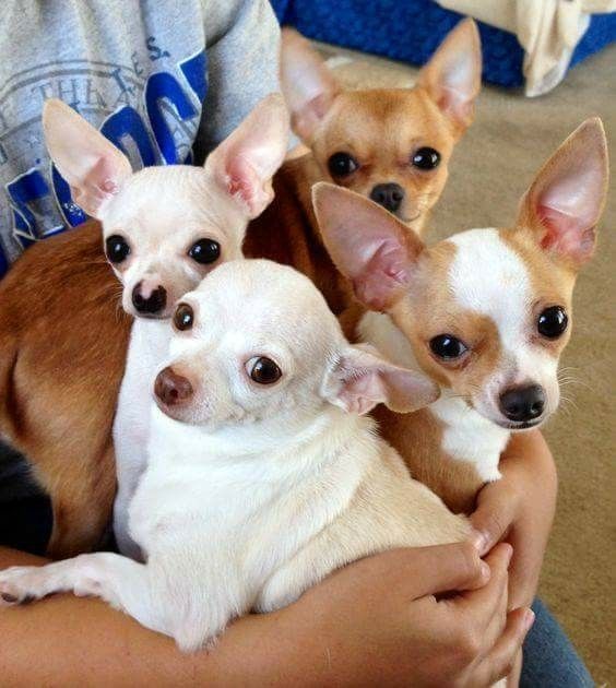 four Chihuahuas sitting in the lap of a woman