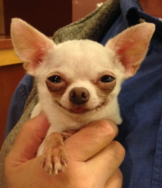 A smiling Chihuahua in the arms of a man