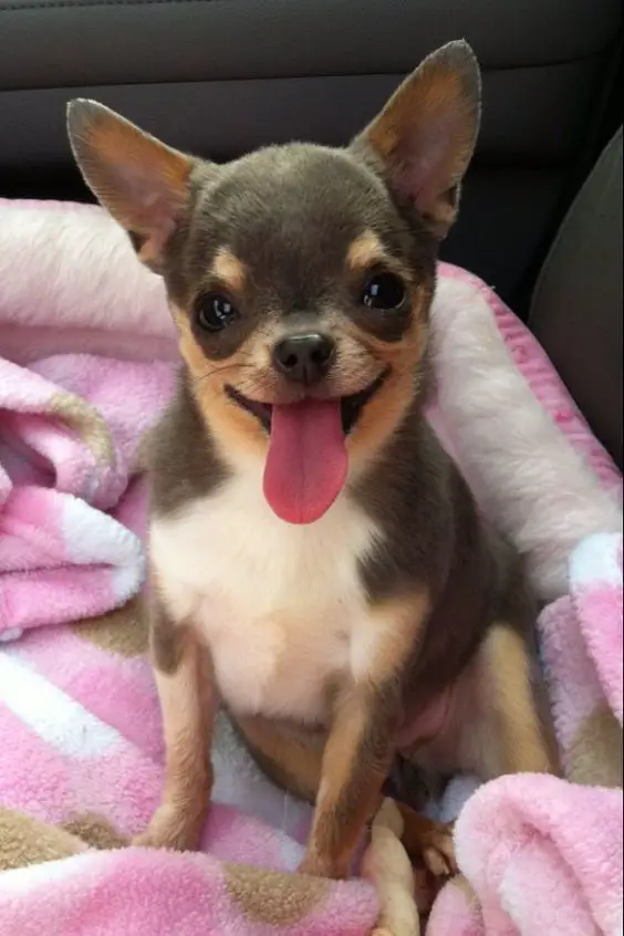 A Chihuahua sitting on its bed inside the car while smiling with its tongue out