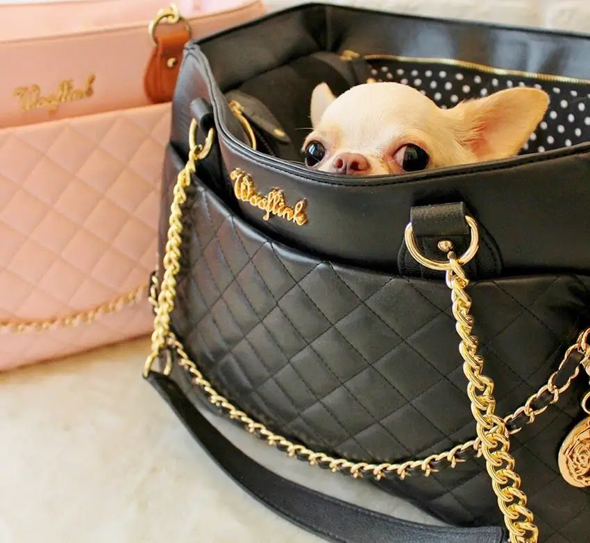 Chihuahua in a bag