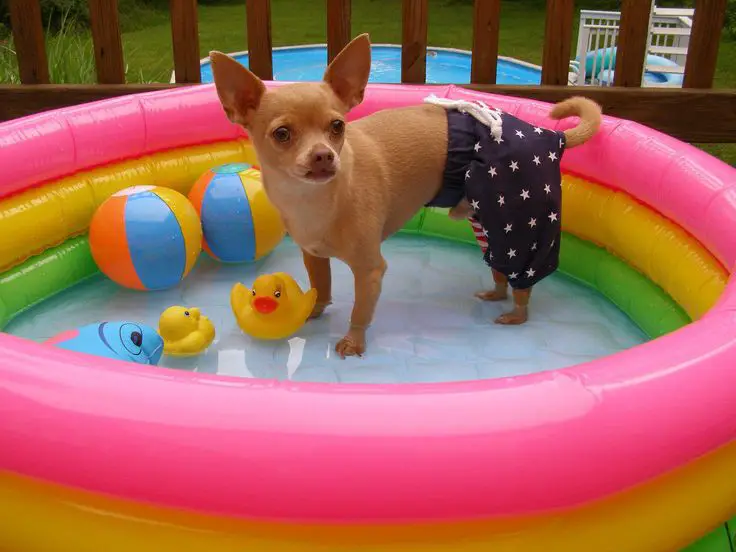 A Chihuahua wearing shorts while standing inside the inflatable pool in the balcony