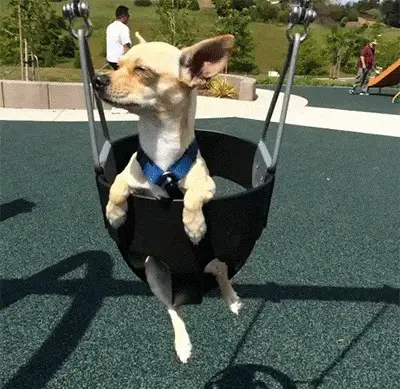 A Chihuahua in a swing at the park