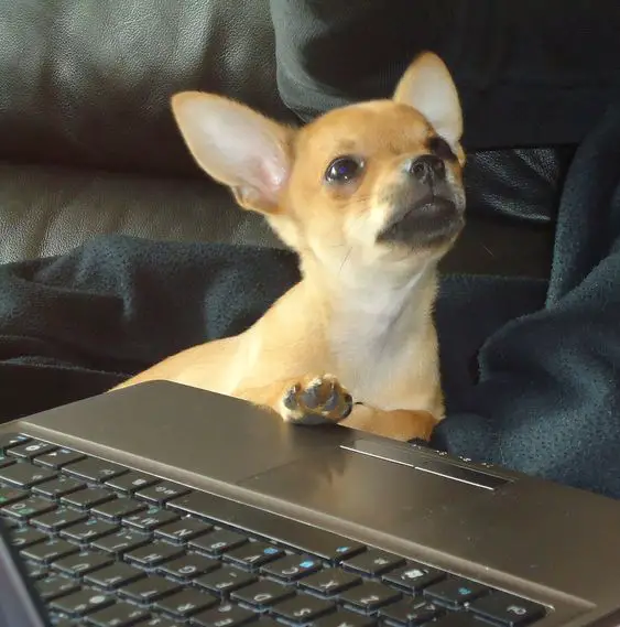 Chihuahua beside the laptop while looking up at his owner