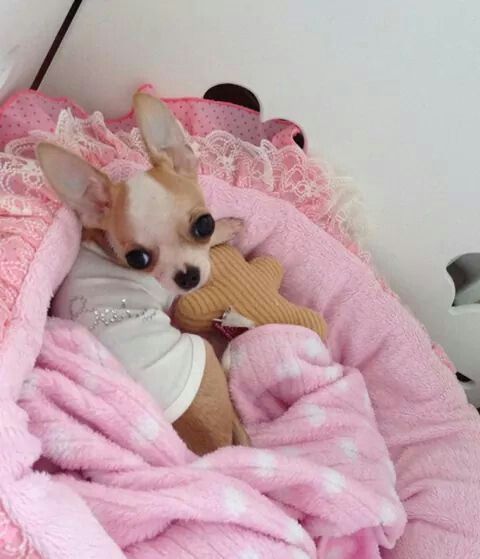 A Chihuahua puppy on its pink bed