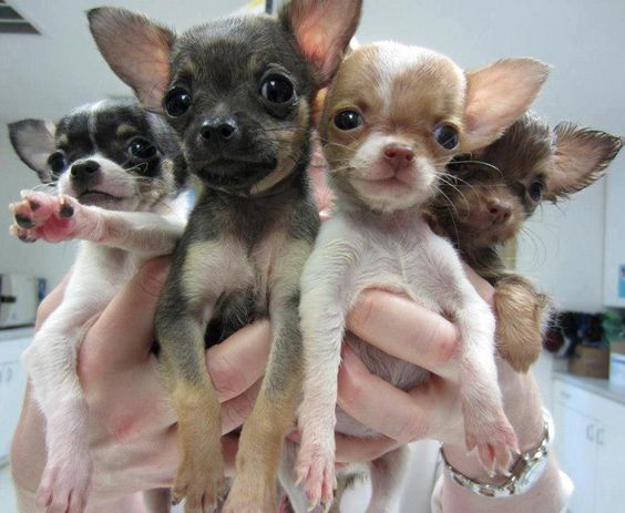 a woman holding four Chihuahua puppies