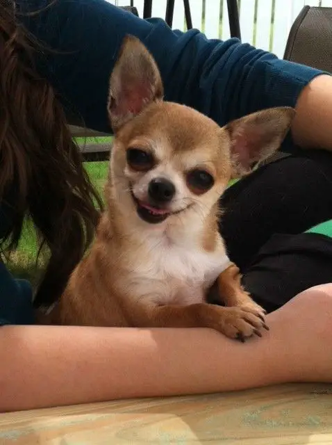 Chihuahua smiling with a scary face