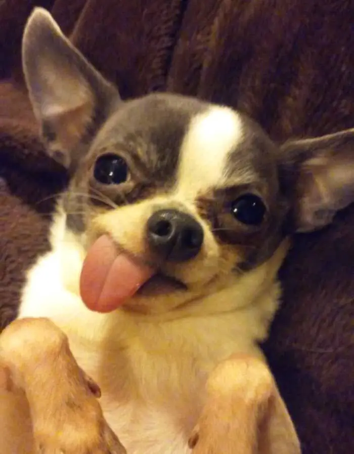 Chihuahua angry face with its tongue sticking out