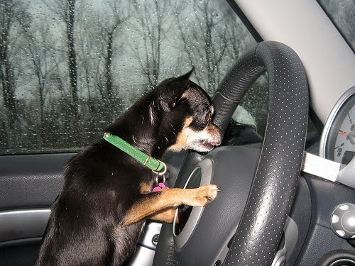 Chihuahua drving a car