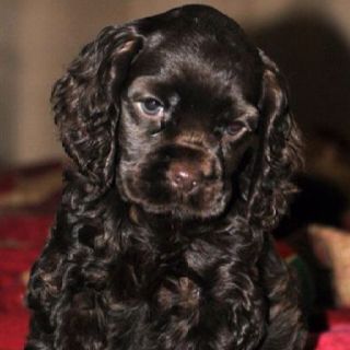 A sad chocolate cocker spaniel puppy