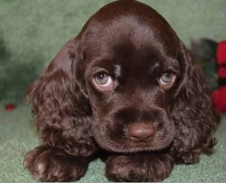 A chocolate cocker spaniel puppy lying on the floor with its sad face