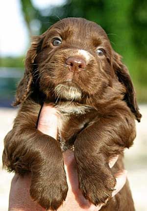 holding a chocolate cocker spaniel puppy