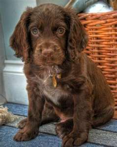 A chocolate cocker spaniel puppy sitting on the floor