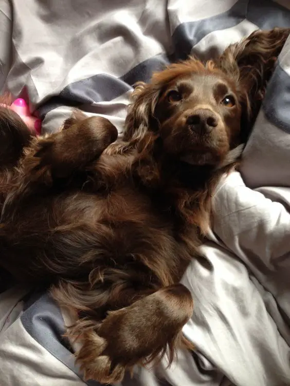 A chocolate cocker spaniel lying on the bed