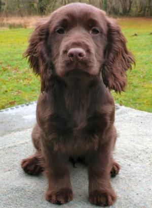 A chocolate cocker spaniel sitting on the pavement
