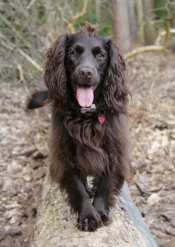 A chocolate cocker spaniel walking on top of the laid tree trunk in the forest with its tongue out