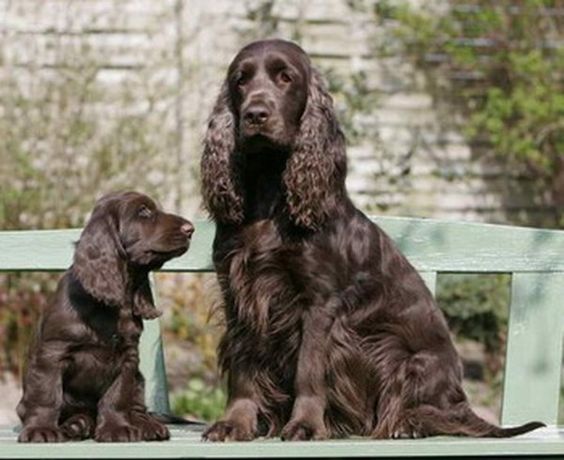 an adult and puppy chocolate cocker spaniel sitting on the bench