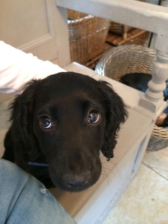 A chocolate cocker spaniel sitting net to a person while staring with its adorable eyes