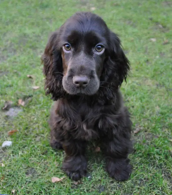 A chocolate cocker spaniel sitting on the grass with its adorable face