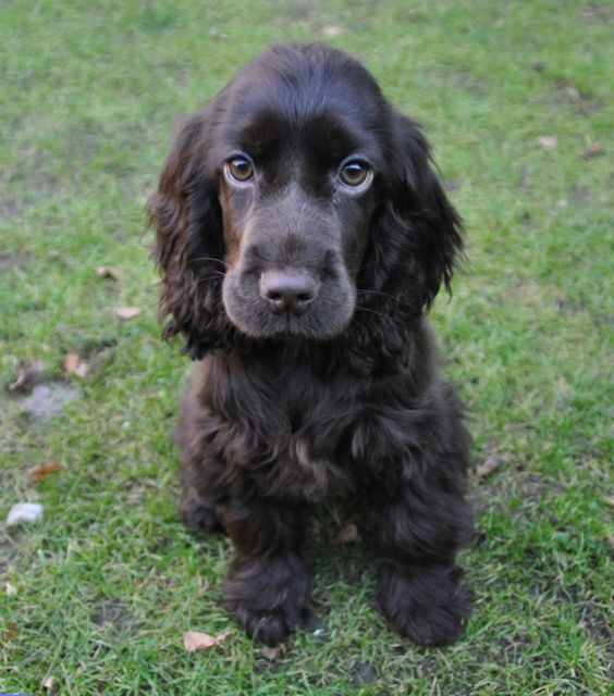 A chocolate cocker spaniel sitting on the grass with its adorable face