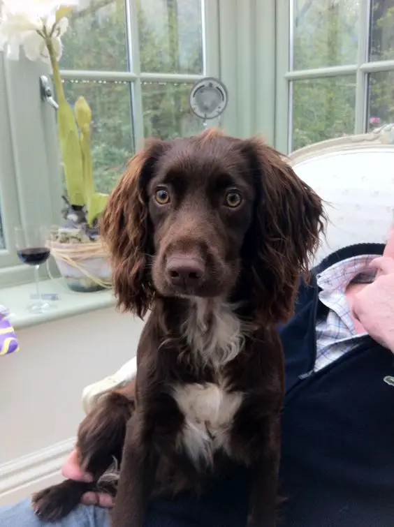 A chocolate cocker spaniel sitting on top of the person sitting on the chair