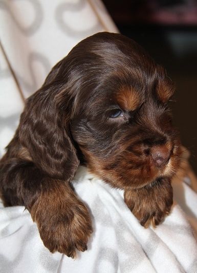 A chocolate cocker spaniel puppy on the blanket