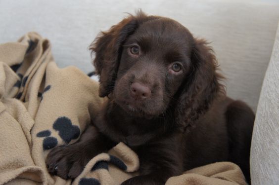 a chocolate cocker spaniel puppy lying on the couch