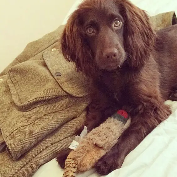 A chocolate cocker spaniel lying on the bed