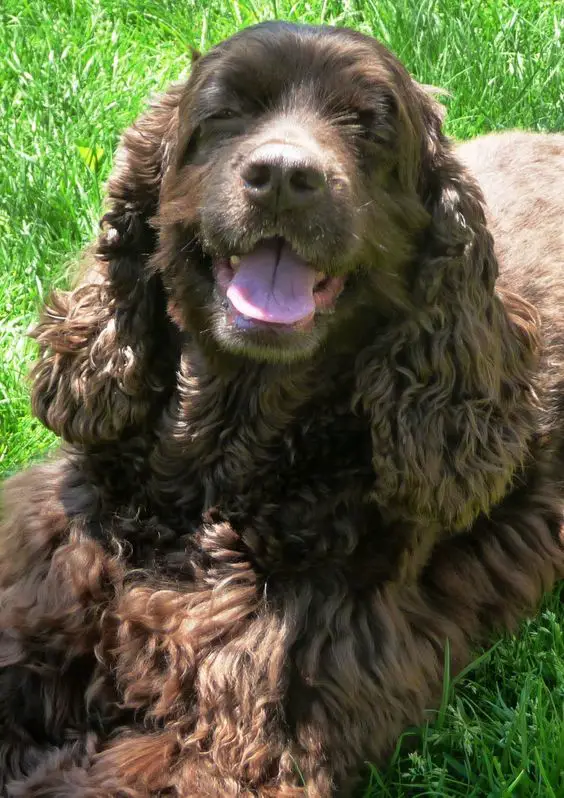 A chocolate cocker spaniel lying on the grass while smiling