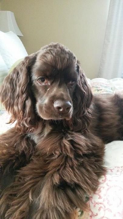 A chocolate cocker spaniel lying on the bed