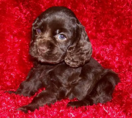 A chocolate cocker spaniel puppy on a bright red couch