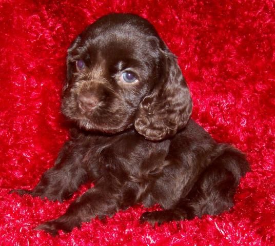 A chocolate cocker spaniel puppy on a bright red couch