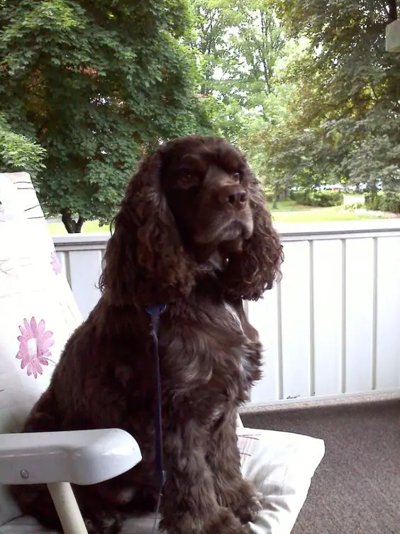 A chocolate cocker spaniel sitting on the chair in the front porch