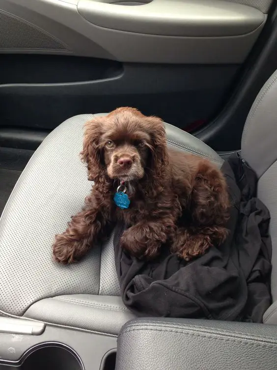 A chocolate cocker spaniel puppy lying in the passenger seat inside the car